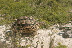 leopard tortoise