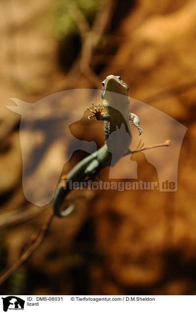 Echse / lizard / DMS-06031
