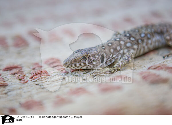 Eidechse / lizard / JM-12757