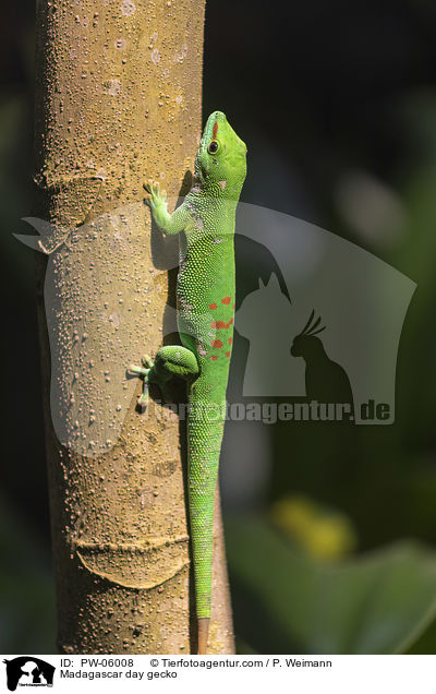 Madagascar day gecko / PW-06008