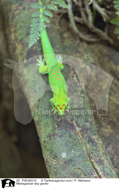 Madagaskar-Taggecko / Madagascar day gecko / PW-06010