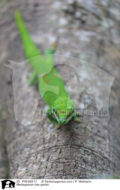 Madagaskar-Taggecko / Madagascar day gecko / PW-06011