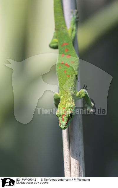 Madagascar day gecko / PW-06012