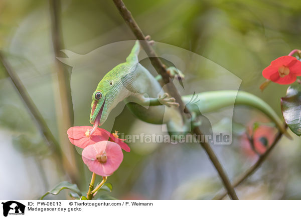 Madagaskar-Taggecko / Madagascar day gecko / PW-06013