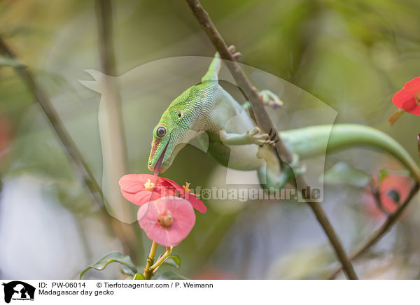 Madagaskar-Taggecko / Madagascar day gecko / PW-06014