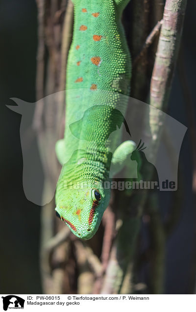 Madagaskar-Taggecko / Madagascar day gecko / PW-06015