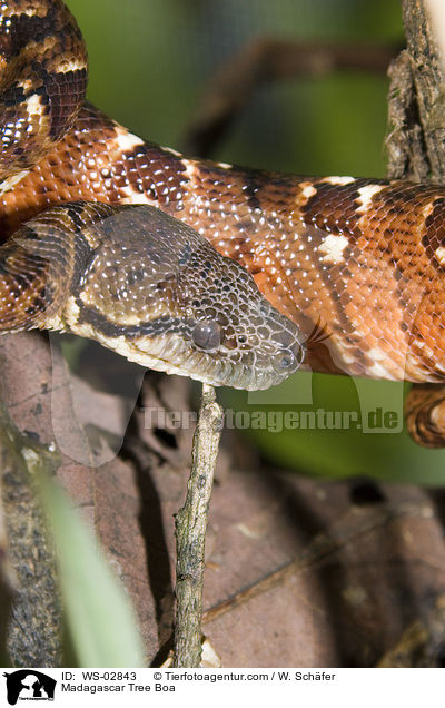 Madagaskar-Hundskopfboa / Madagascar Tree Boa / WS-02843