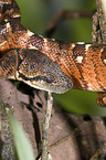 Madagascar Tree Boa