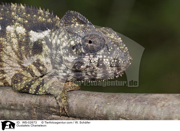 Riesenchamleon / Oustalets Chameleon / WS-02673