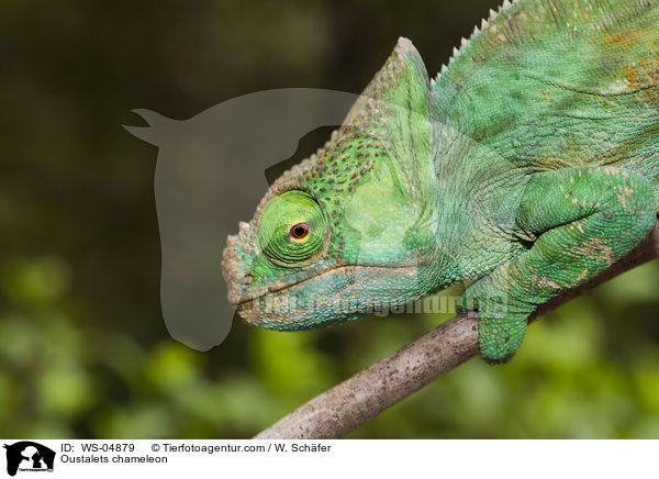Oustalets chameleon / WS-04879