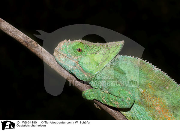 Oustalets chameleon / WS-04880