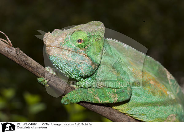 Oustalets chameleon / WS-04881
