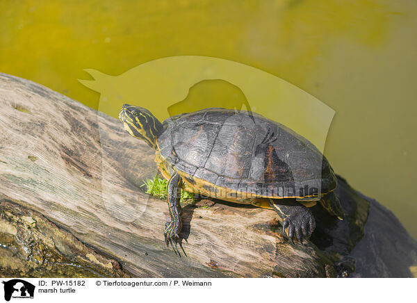 Buchstaben-Schmuckschildkrte / marsh turtle / PW-15182