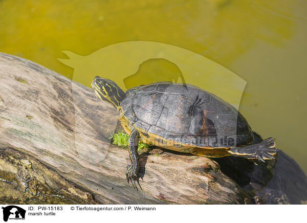 Buchstaben-Schmuckschildkrte / marsh turtle / PW-15183