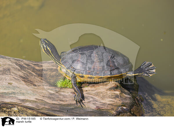 Buchstaben-Schmuckschildkrte / marsh turtle / PW-15185