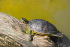 marsh turtle