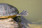 marsh turtle