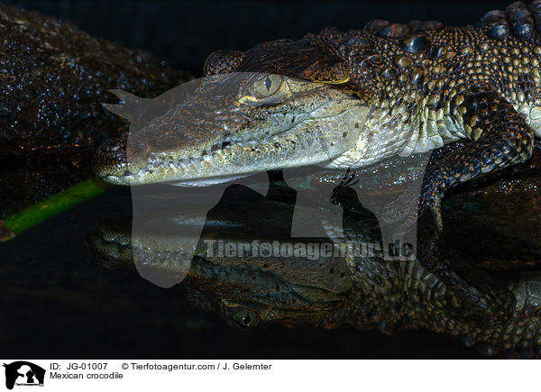 Beulenkrokodil / Mexican crocodile / JG-01007