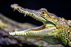 Mexican crocodile