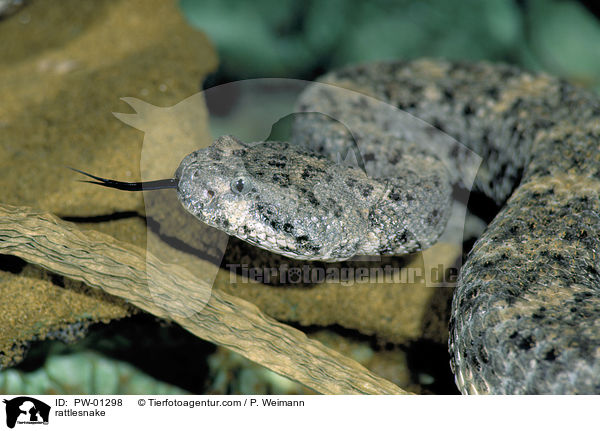 Gefleckte Klapperschlange / rattlesnake / PW-01298