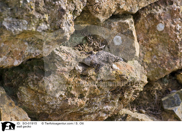 Mauergecko / wall gecko / SO-01915