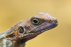 Mwanza Flat-headed Rock Agama