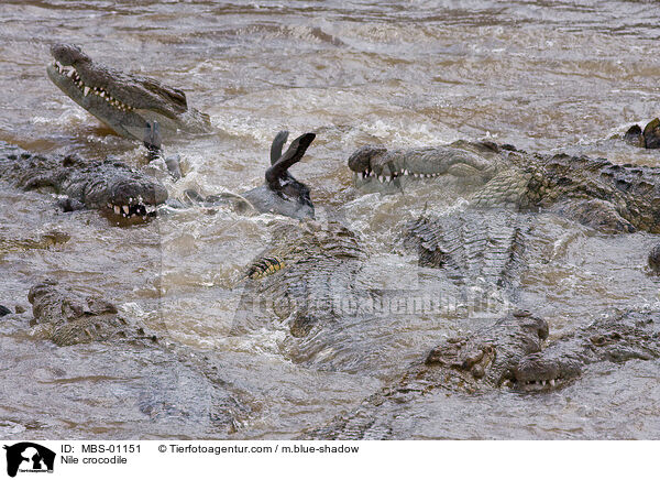 Nile crocodile / MBS-01151