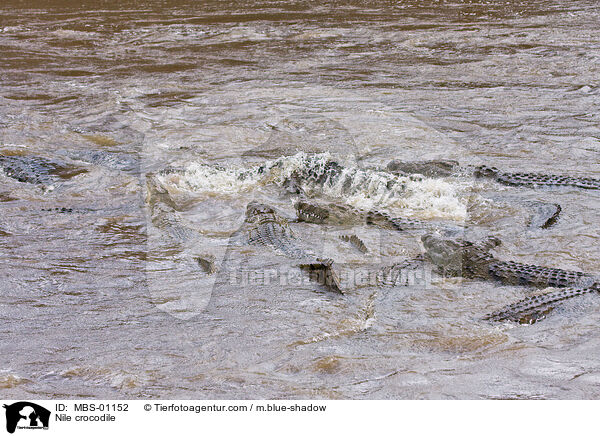 Nilkrokodil / Nile crocodile / MBS-01152