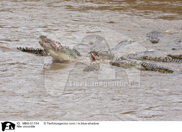 Nilkrokodil / Nile crocodile / MBS-01154