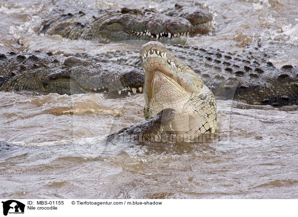 Nilkrokodil / Nile crocodile / MBS-01155