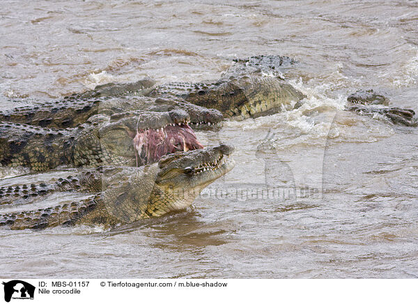Nile crocodile / MBS-01157
