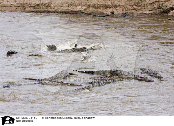 Nilkrokodil / Nile crocodile / MBS-01159