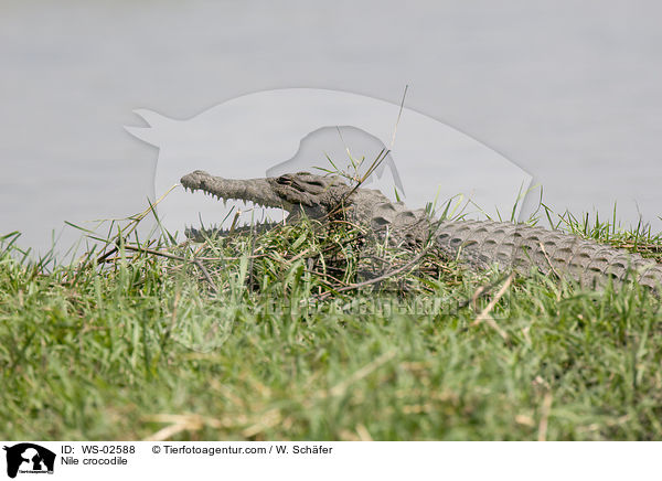 Nilkrokodil / Nile crocodile / WS-02588