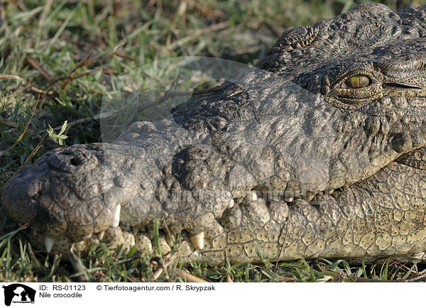 Nilkrokodil / Nile crocodile / RS-01123