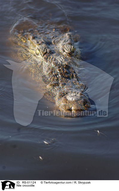 Nilkrokodil / Nile crocodile / RS-01124