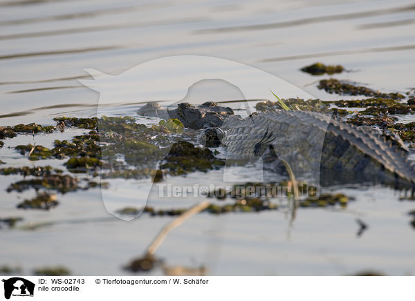nile crocodile / WS-02743
