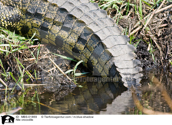 Nile crocodile / MBS-01869