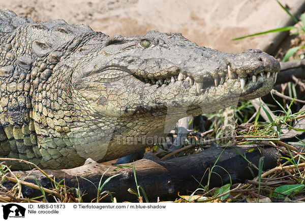 Nile crocodile / MBS-01873
