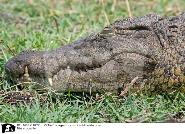 Nile crocodile / MBS-01877