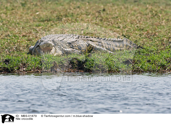 Nilkrokodil / Nile crocodile / MBS-01879