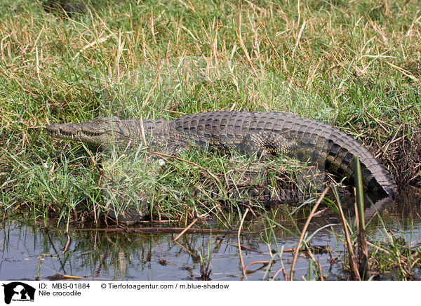 Nilkrokodil / Nile crocodile / MBS-01884