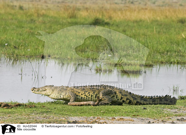 Nilkrokodil / Nile crocodile / HJ-02044