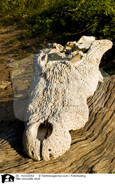 Nile crocodile skull / HJ-02052