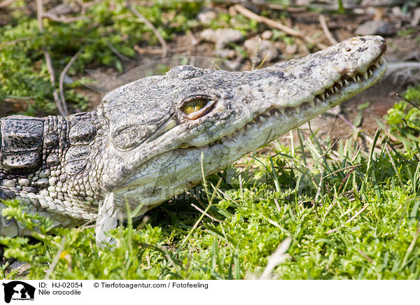 Nilkrokodil / Nile crocodile / HJ-02054