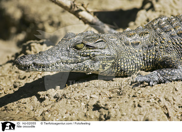 Nilkrokodil / Nile crocodile / HJ-02055