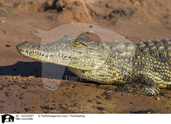 Nilkrokodil / Nile crocodile / HJ-02057