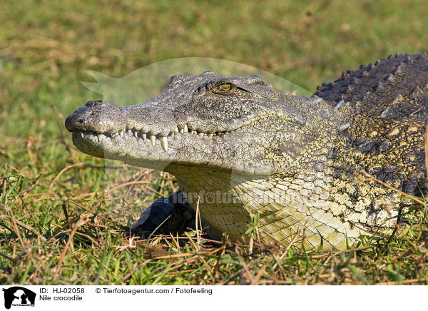 Nile crocodile / HJ-02058