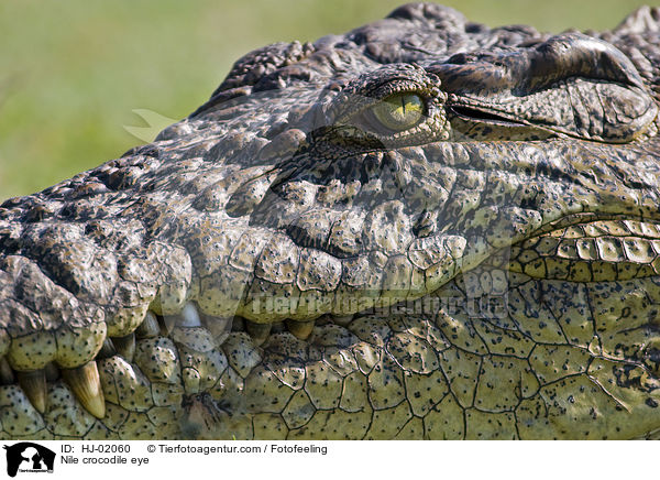 Nilkrokodil Auge / Nile crocodile eye / HJ-02060