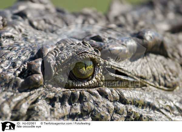 Nile crocodile eye / HJ-02061