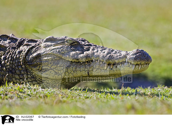 Nilkrokodil / Nile crocodile / HJ-02067